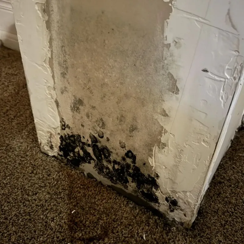Professional Mold Removal in Camden, NJ